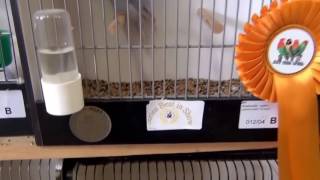 LOMBA LOVEBIRD DI LUAR NEGRI