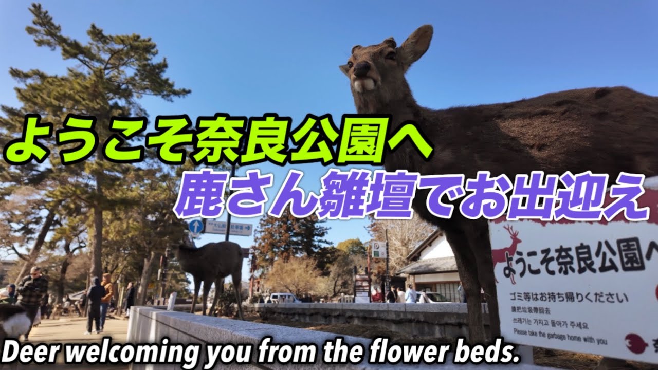 ようこそ奈良公園へ　鹿さん雛壇でお出迎えDeer welcoming you from the terraced flower beds.