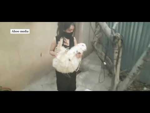 woman slaughtering lamb/Educational video