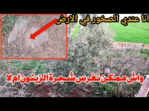 واش نغرس اشجار الزيتون في الارض لفيها صخور هل تكون ناجحة 