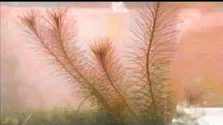 Splits Training Fast Unlock Full Splits & Deep Leg Flexibility 4K