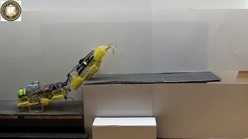 Two VelociRoACH robots cooperatively climb a step