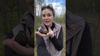 ПЕРВЫЕ ВЕСЕННИЕ ГРИБЫ / СМОРЧКИ #грибы