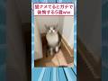 猫ナメてるとガチで後悔する5選ww #猫 #すごい #面白集 #2ch #スレ民 #ゆっくり解説 #2ch面白いスレ