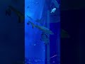 Sharks Family in Dubai Aquarium &amp; Underwater Zoo at Dubai Mall