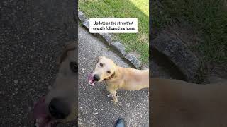 The Stray Dog That Followed Me Home... Here's What Happened Next #rescuedog #fosterdog #doglove