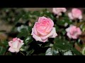 Rose Garden🌹Smell the Rose🌹Beautiful rose 2020 spring