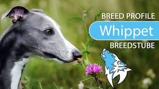 ► Whippet Breed Profile [2022] Temperament & Training by Hundefan 722 views 1 year ago 4 minutes, 33 seconds