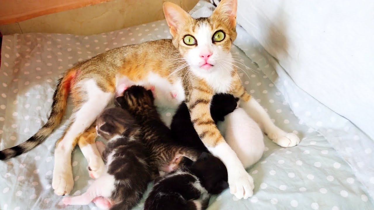When the rescued mother cat thanks me for changing the bed of her newborn kittens YouTube