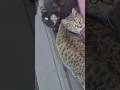 Two little fur inspectors making sure #cat #viralshort #animallife #trending #aww #funniestvideo