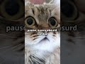 Anjing &amp; Kucing: Penjaga Tombol Merah