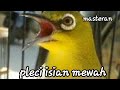 Pleci Rasa Kenari Masteran Isian Mewah Mantull Sluurr Mp3 - Mp4 Download