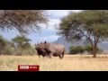 Rinocerontes são levados da Grã-Bretanha para África para preservar espécie