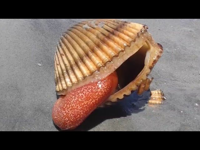 هذا خلق الله فأروني ماذاخلق الذين من دونه~ مخلوقات عجيبه سبحان الله#القلوب_لله