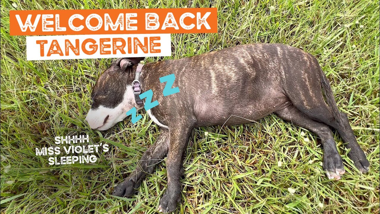 back Tangerine the Kelpie, Miss Violet’s sleeping and big