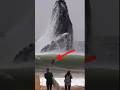 This surfer got swept up by a whale in the ocean shorts whale viral trending fyp