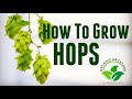 How to Grow Hops in Containers at Home for Beer Brewing - Backyard Growing Hops Guide