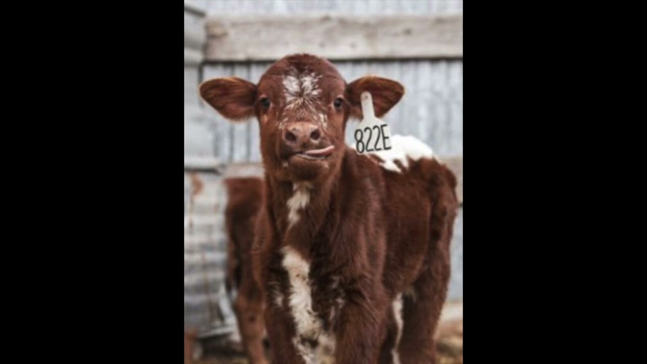 Country Rap Type Beat - 