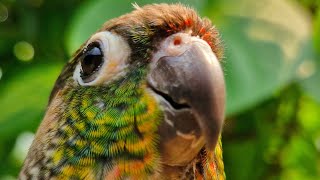 nature bird sounds : yellow sided conure chirping in the morning , Videos for your birds.