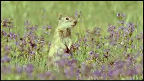 The Ground Squirrel