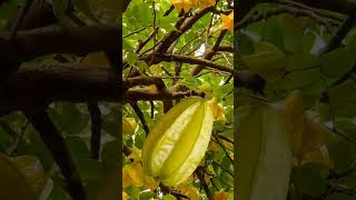 #split STARfruit MOM!  #trending #viral #shortvideo