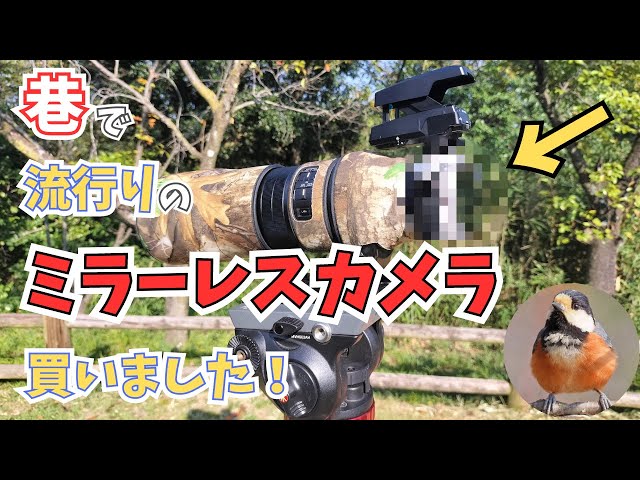 【hoom✴︎ ーーー断捨離中ーーー 】OLYMPUS PEN lite hoom✴︎ ーーー断捨離中ーーー様専用 】OLYMPUS PEN lite