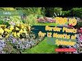 10 best border plants for 12 months of splendor   gardening ideas