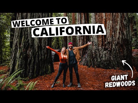 California: 1 Day in Redwood National & State Parks | Drive-Thru Tree, Avenue of the Giants, & MORE!
