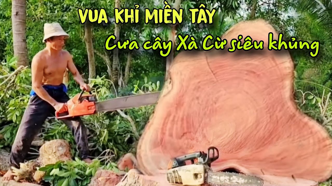 Chấn động! Xe Cần Cẩu Khóc Thét Vua Khỉ Hạ Nguyên Cây Xà Cừ Siêu Khủng Cẩu Lên Xe Không Nổi