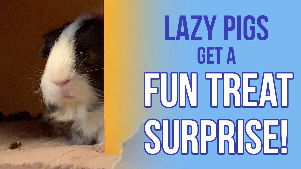 guinea pig treat ball