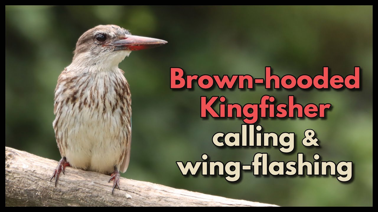Brown-hooded Kingfisher calling and wing flashing