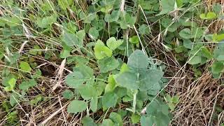 regenerative food plot soybeans