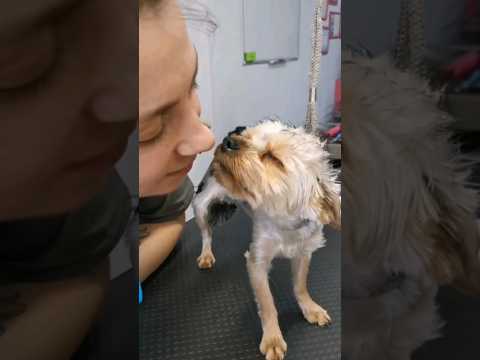Креативный груминг собак❤️