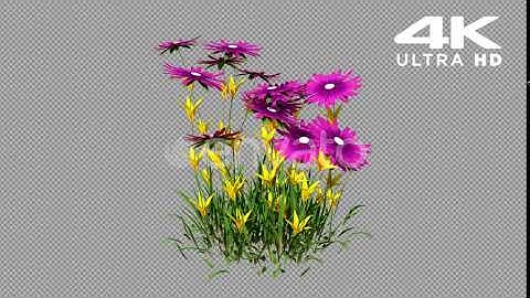 Grow Flowers | Motion Graphics - Envato elements