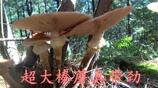 组团上山采蘑菇，野生大榛蘑长的像灵芝，大自然的山珍看谁采的多