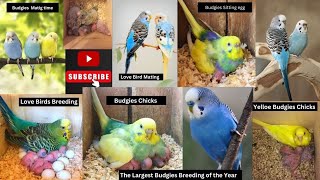How to  Breed Budgies | Everything you need to know | 8 Tips for successful Breeding | Parakeet