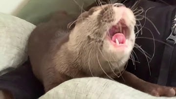 Chú rãi cá tinh nghịch đáng yêu nhất của người Hàn Quốc nuôi tại nhà làm thú cưng