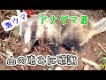 絶品！猟師めし『アナグマのすき焼き』自然を食べる田舎暮らし＊
