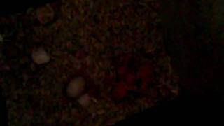 Dscn3897.Avi Princess And Kacholi Blue Irns Present ....