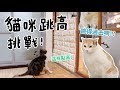 【黃阿瑪的後宮生活】貓咪跳高挑戰！