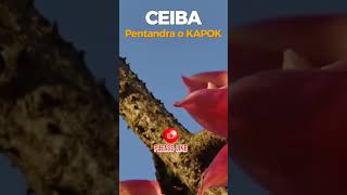 The ceiba tree and its benefits @podercurativodelasplantas-e9w The ceiba tree and its benefits @podercurativodelasplantas-e9w