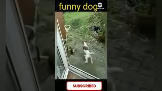 funny dog 🐶🐕🐕🐕 video - YouTube