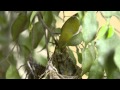 Oriental white eye - Nesting Cycle