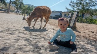 Visiting Nara Park in Japan!