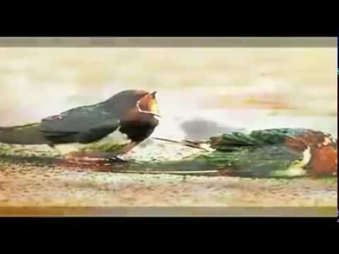 فايزة أحمد يا طير الشوق