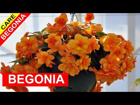 Video: Panduan Transplantasi Begonia – Bagaimana Dan Kapan Merepot Begonia