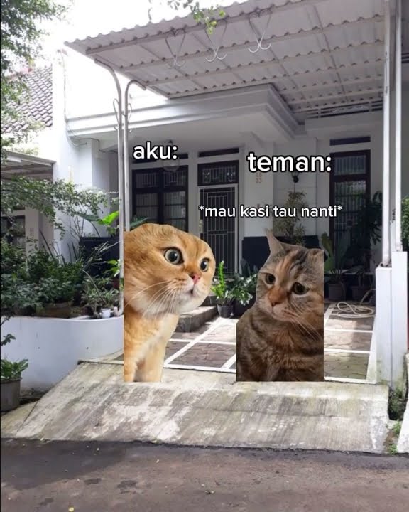 lu lupa wkkw #ariaji_2 #kucing #rils #kucinglucu #cat #funny
