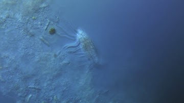 Polynucleobacter symbionts in the ciliate Euplotes