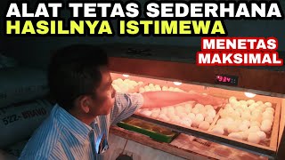 cara mudah menetaskan telur ayam tanpa lampu penghangat, hanya di tutup kain(@ejt channel). 