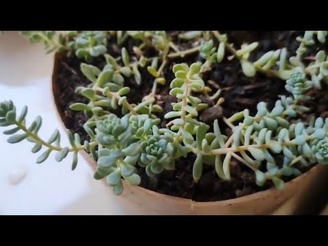 Vídeo: Separando Plantas de Sedum - Como e Quando Dividir Sedum